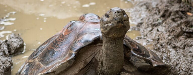 How Do Tortoises Drink Water?